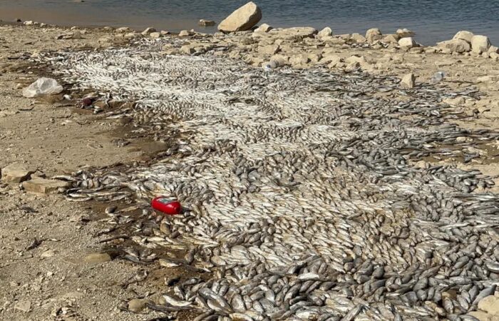 ژمارەیەکی زۆر ماسی لەدەریاچەی دەربەندیخان لەناوچوون