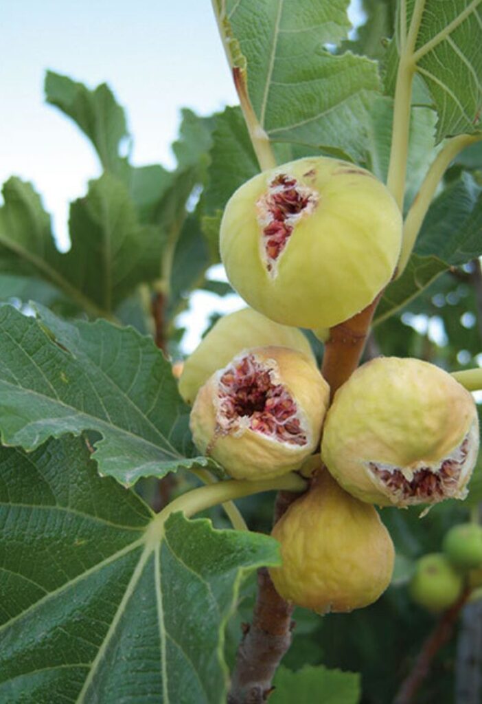 باخاتی هەنجیری گوندی سەرتەکی بەمۆ