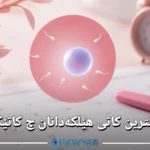 باشترین کاتی هێلکەدانان