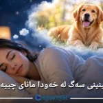 بینینی سەگ لە خەودا